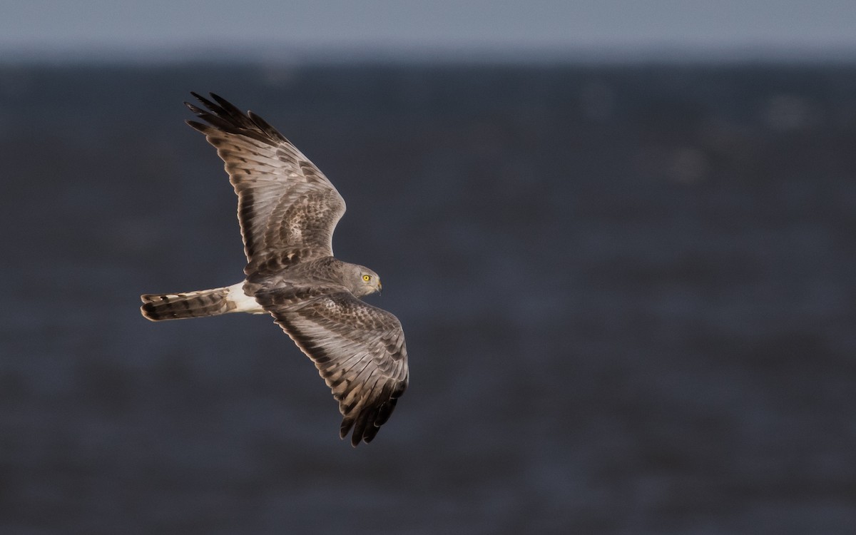 Northern Harrier - Tom Reed