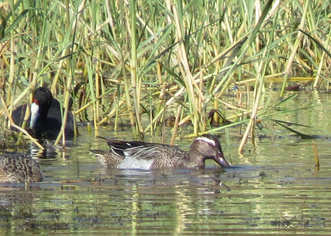 Garganey - ML90120531