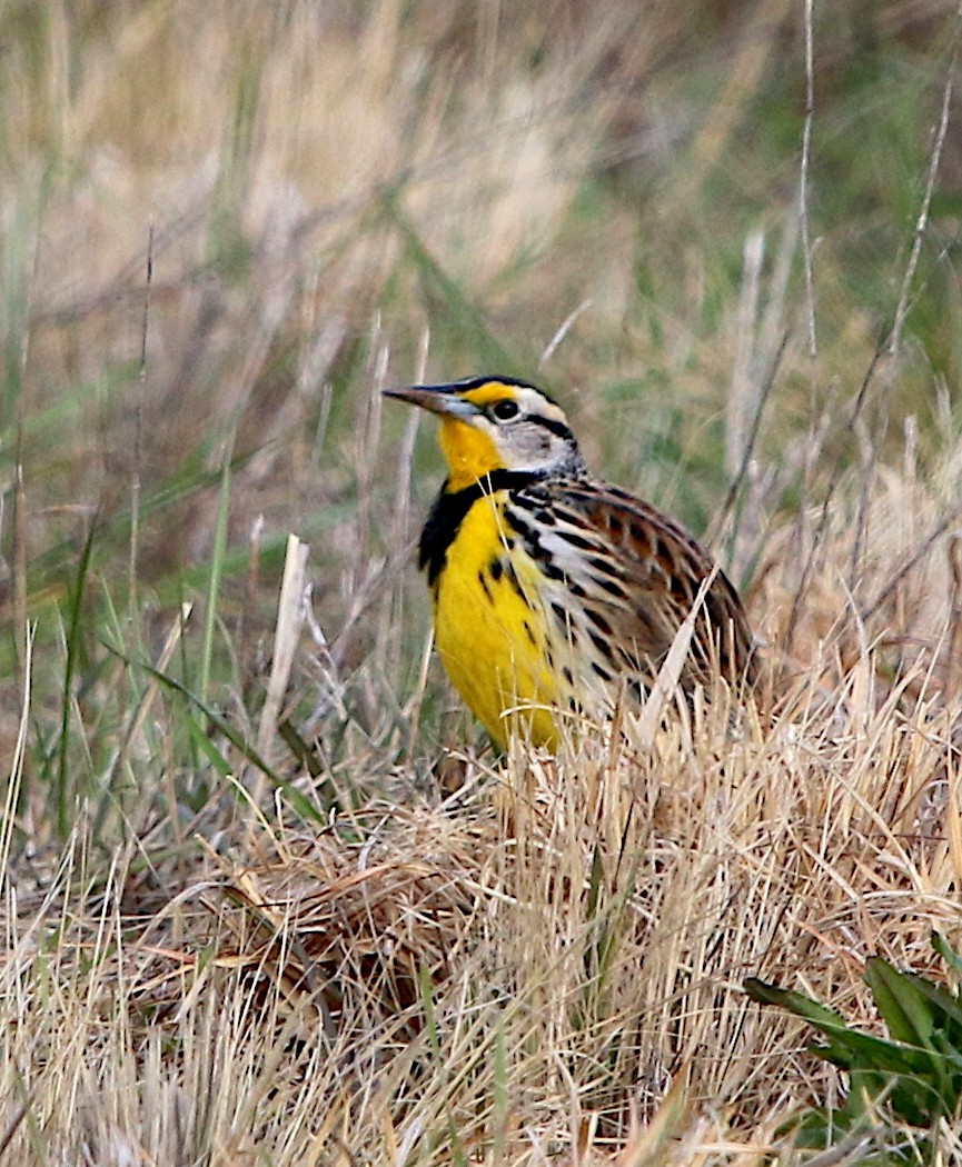 Eastern Meadowlark - ML90121051
