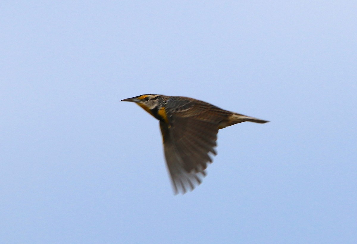 Eastern Meadowlark - ML90121091