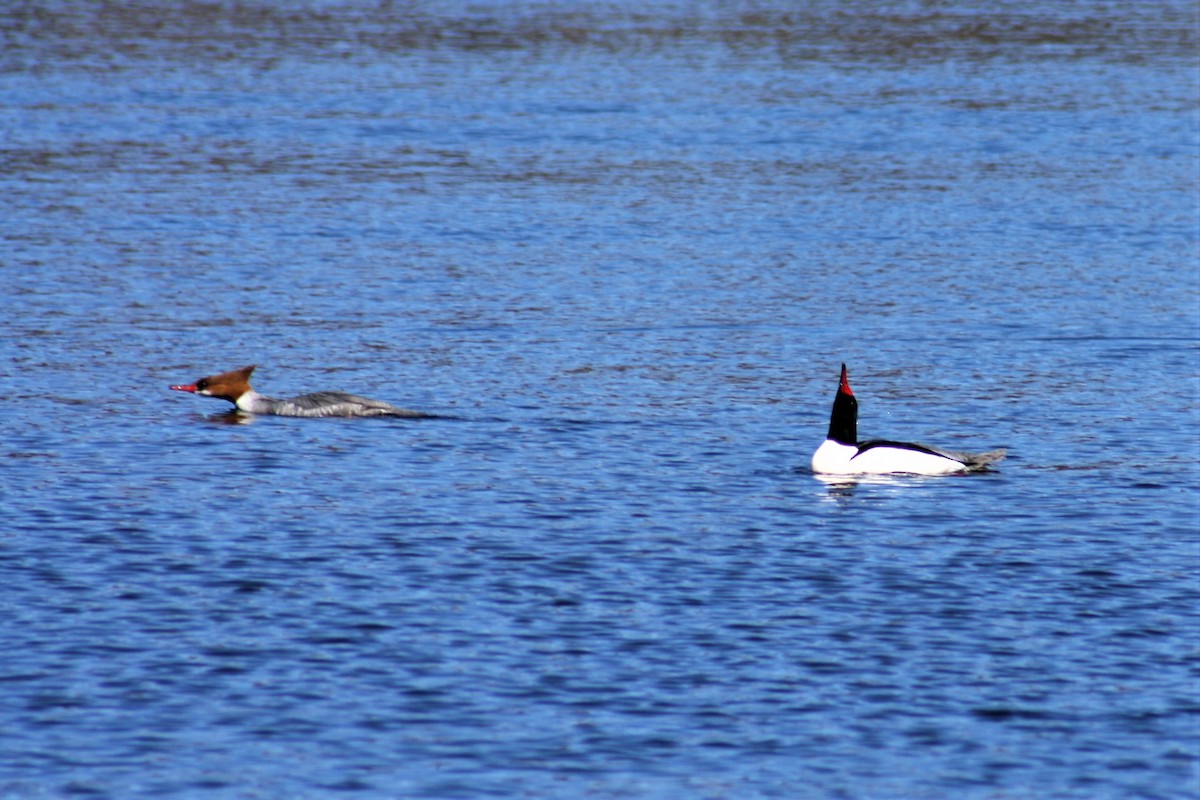 Common Merganser - ML90121291