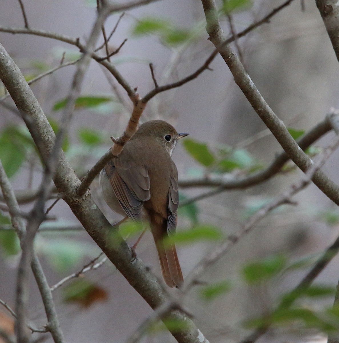 Hermit Thrush - ML90121981