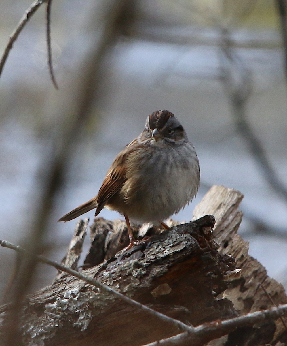 Swamp Sparrow - ML90122201