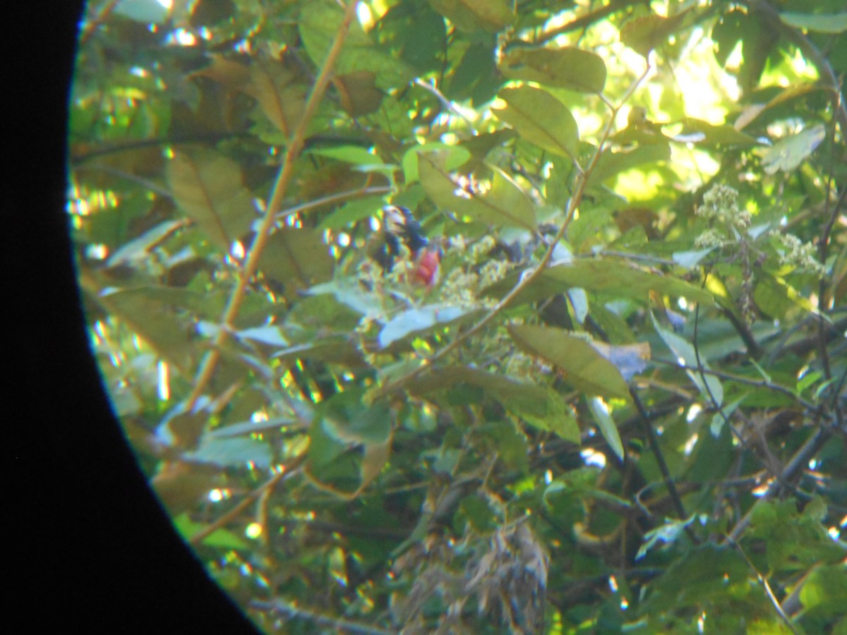 Rose-breasted Grosbeak - ML90123881