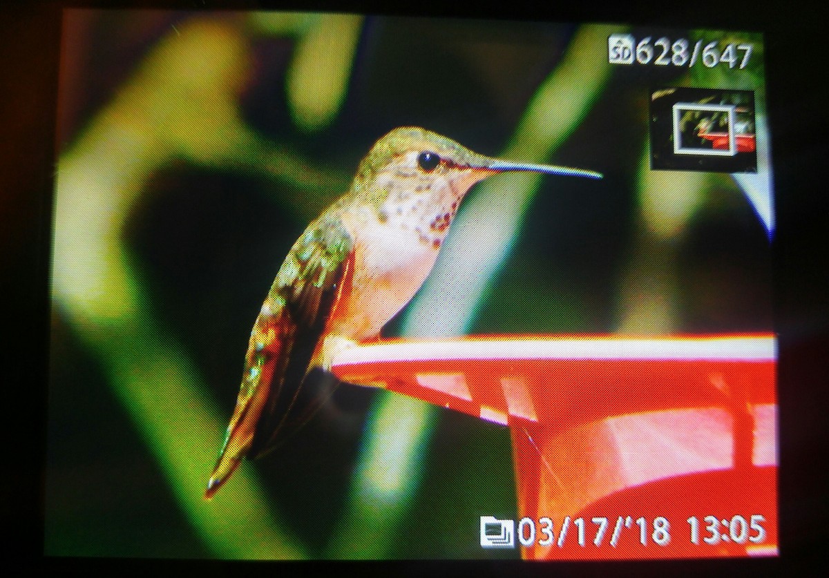 Rufous Hummingbird - ML90125441