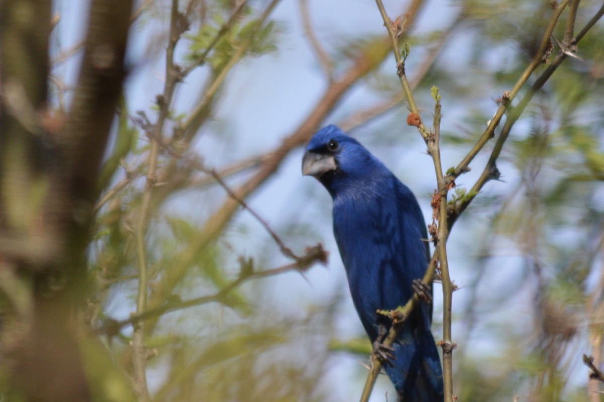 Blue Grosbeak - ML90125911