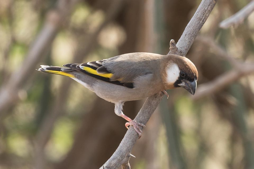 Arabian Grosbeak - ML90128481