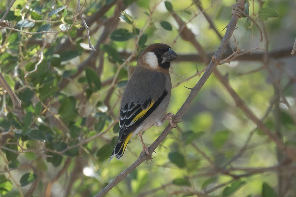 Arabian Grosbeak - ML90128711