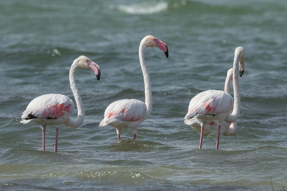 פלמינגו גדול - ML90131301