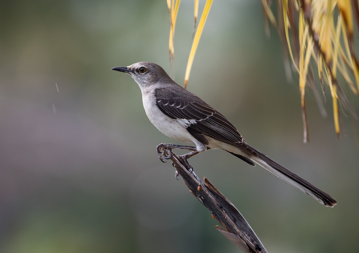 Northern Mockingbird - ML90131411