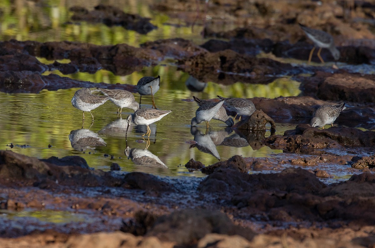 Stilt Sandpiper - Suzanne Labbé