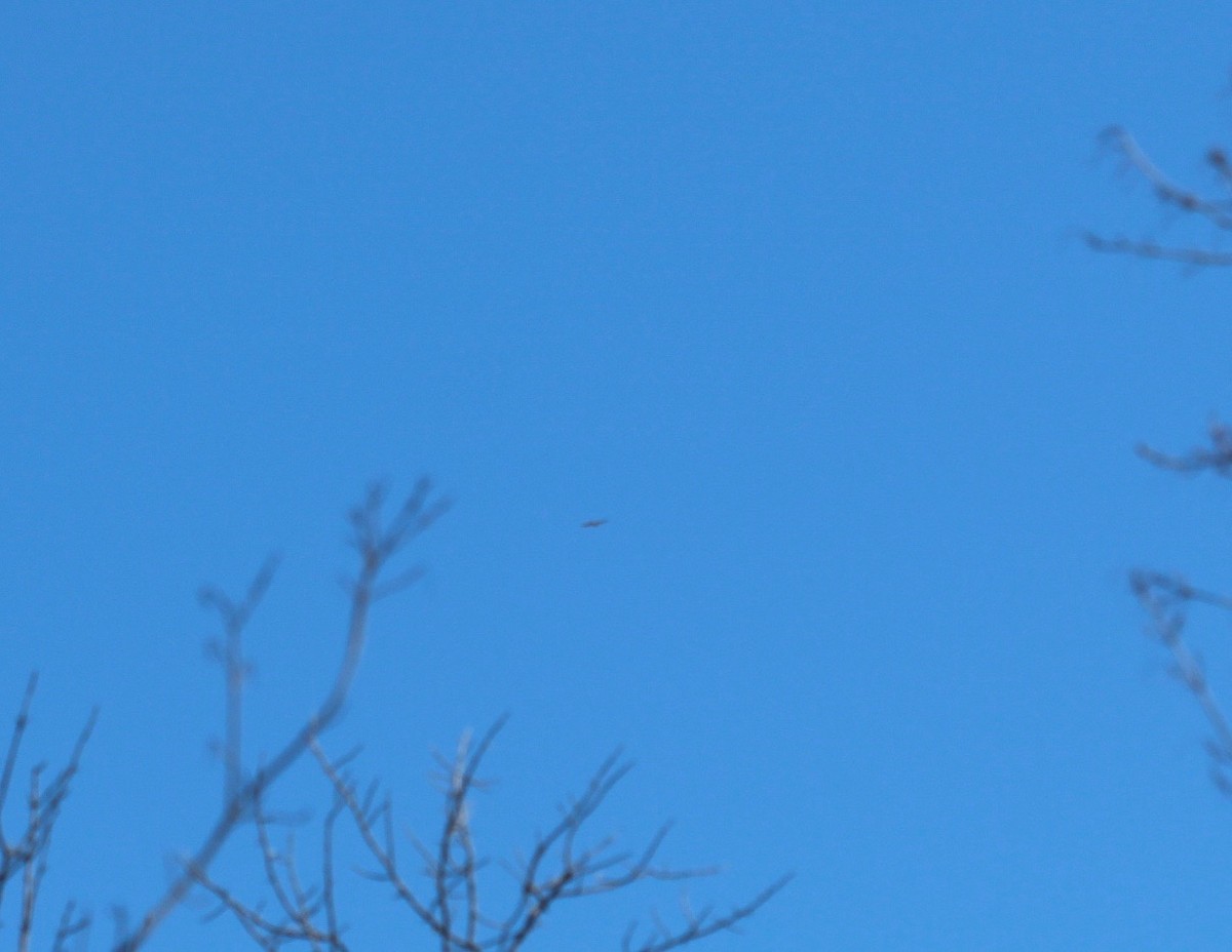 hawk sp. - Aimee Huntington