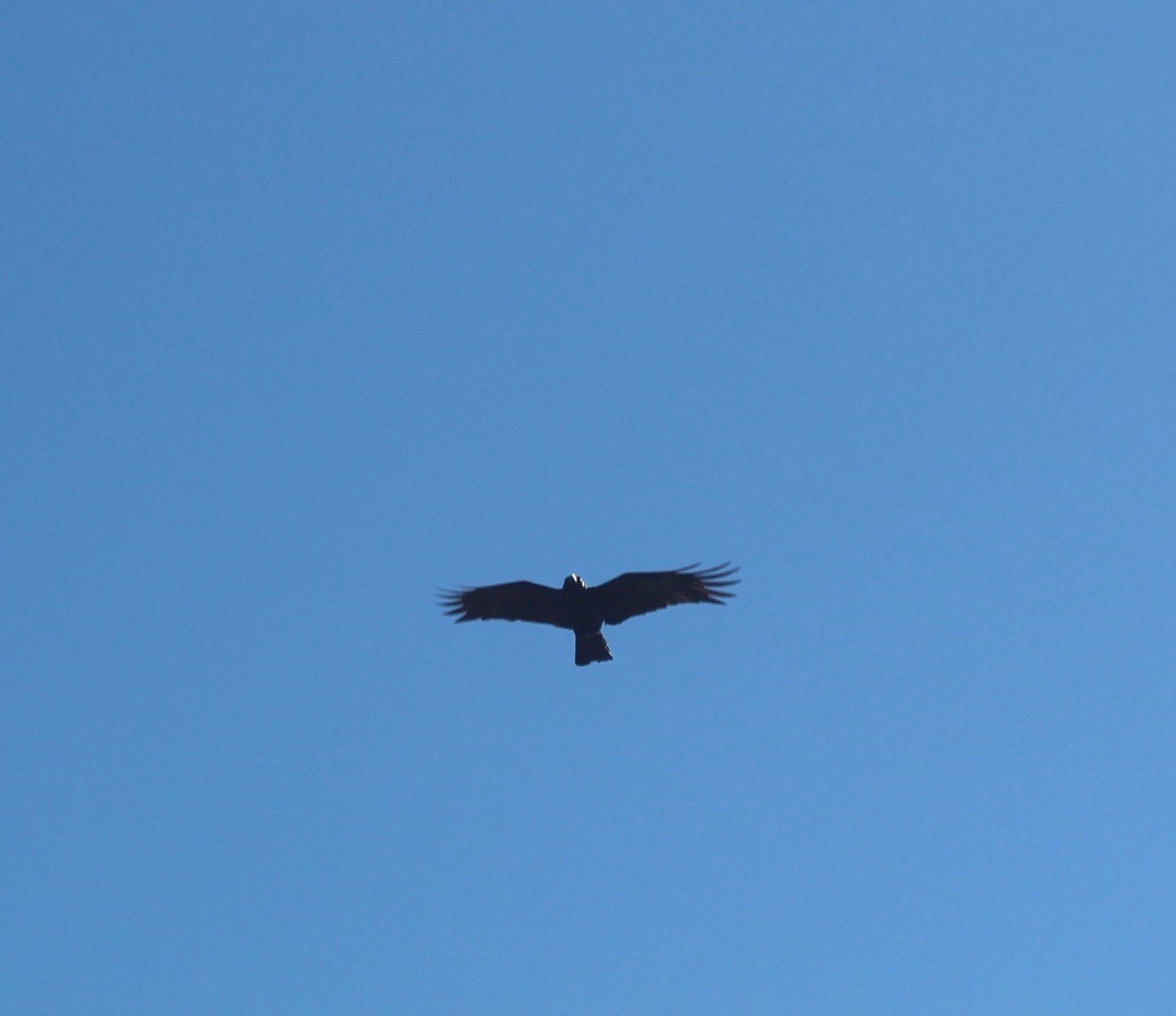 Common Raven - ML90132861