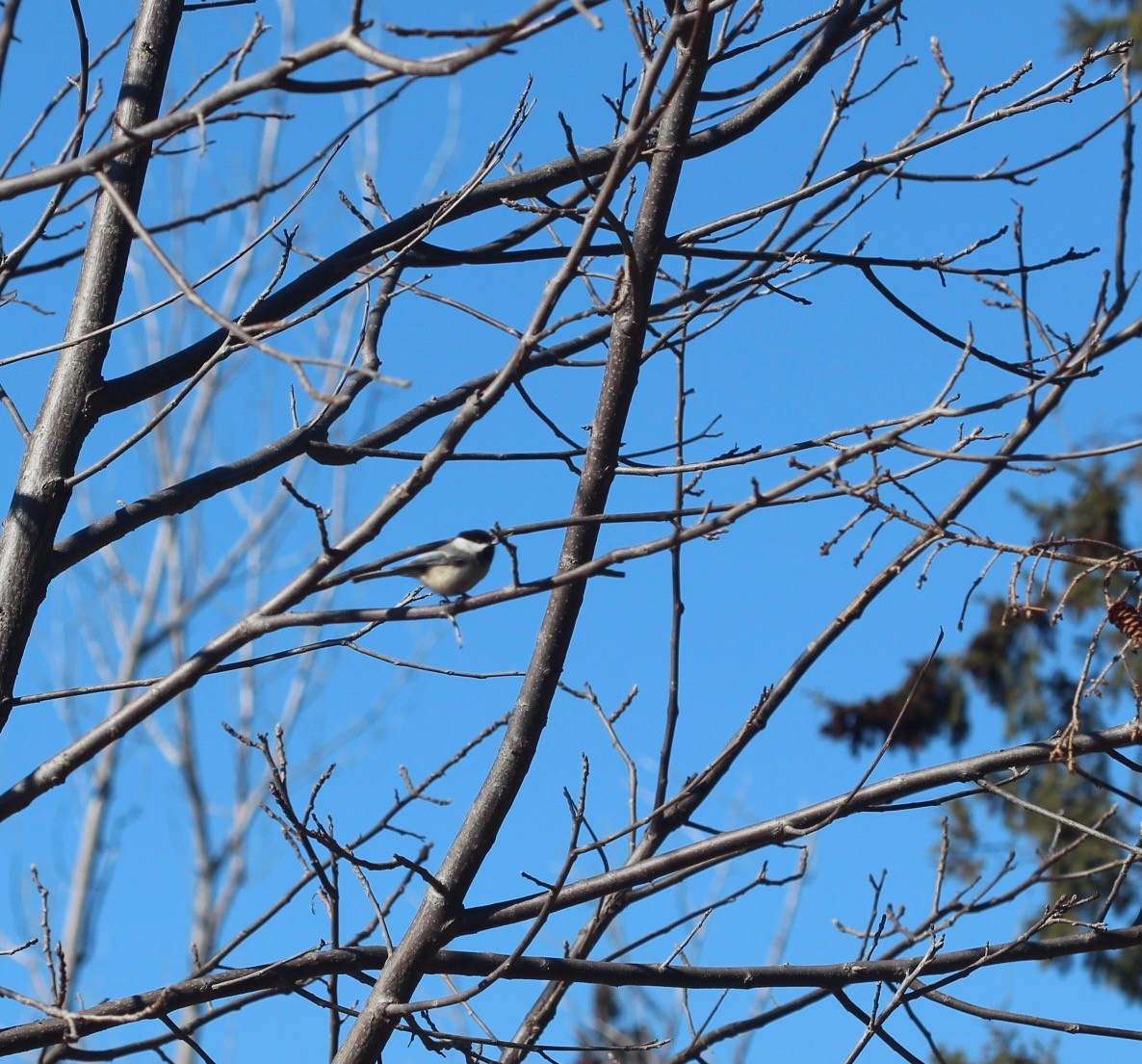 Black-capped Chickadee - ML90133291