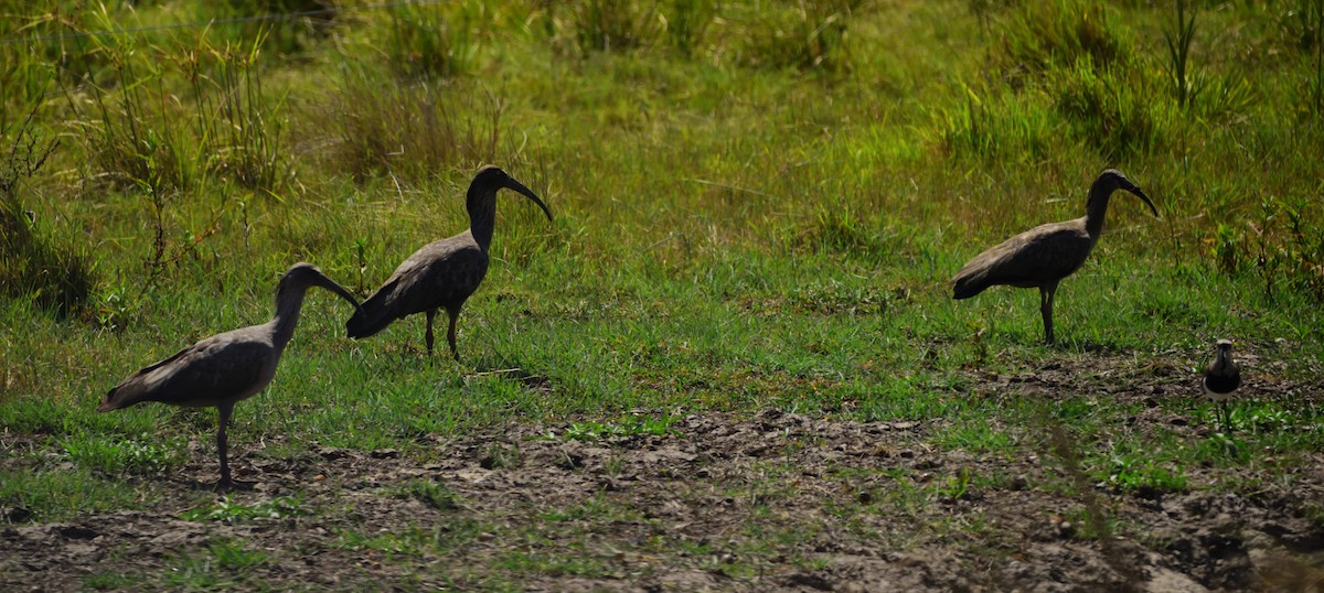 ibis běločelý - ML90133831