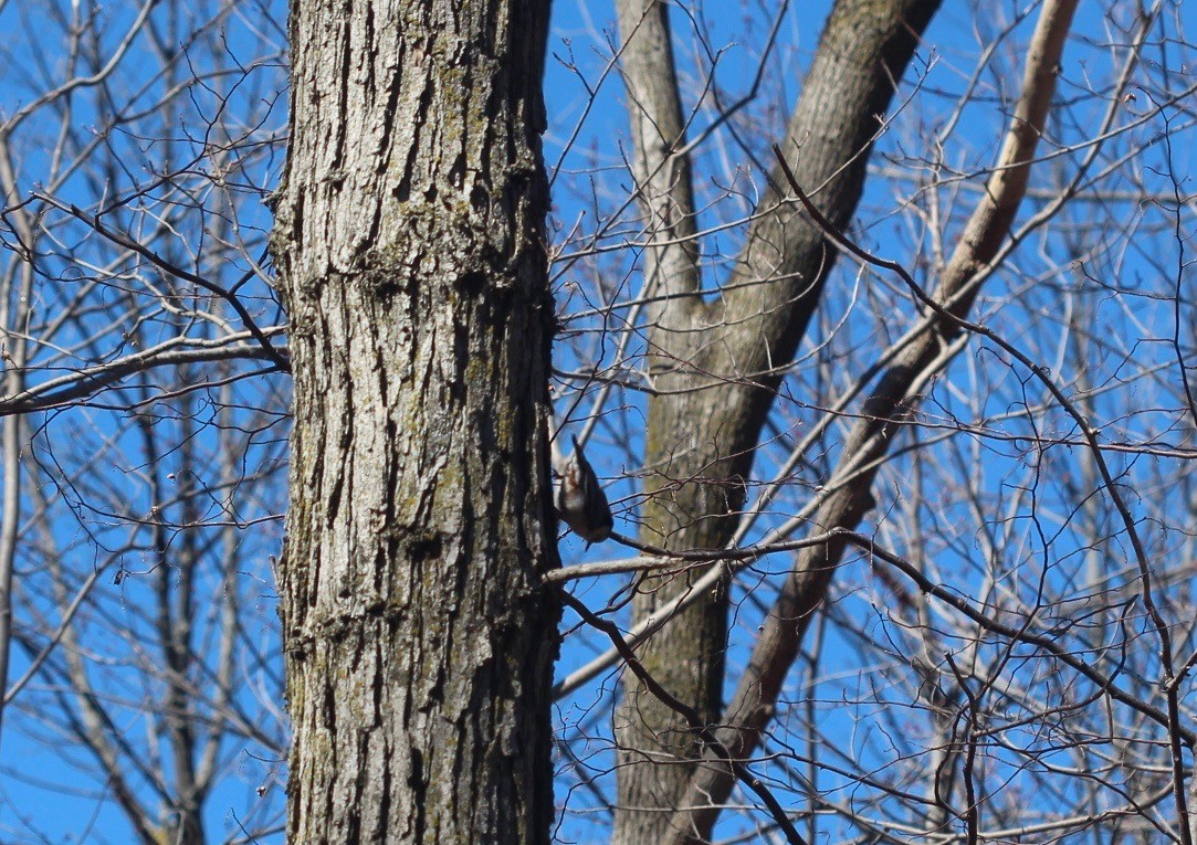 White-breasted Nuthatch - ML90134281