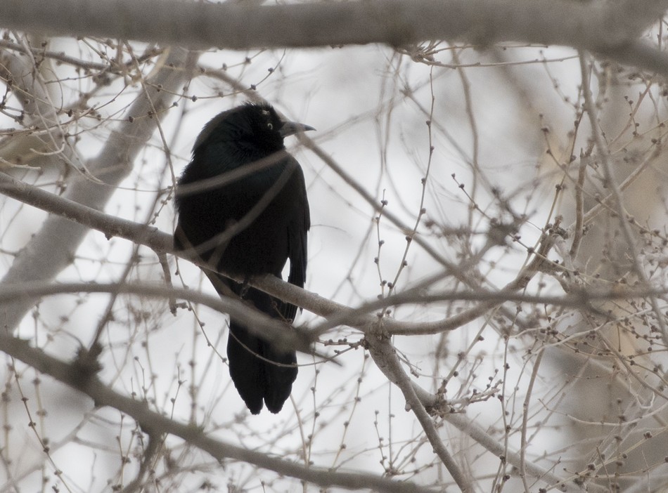 Common Grackle - ML90134381
