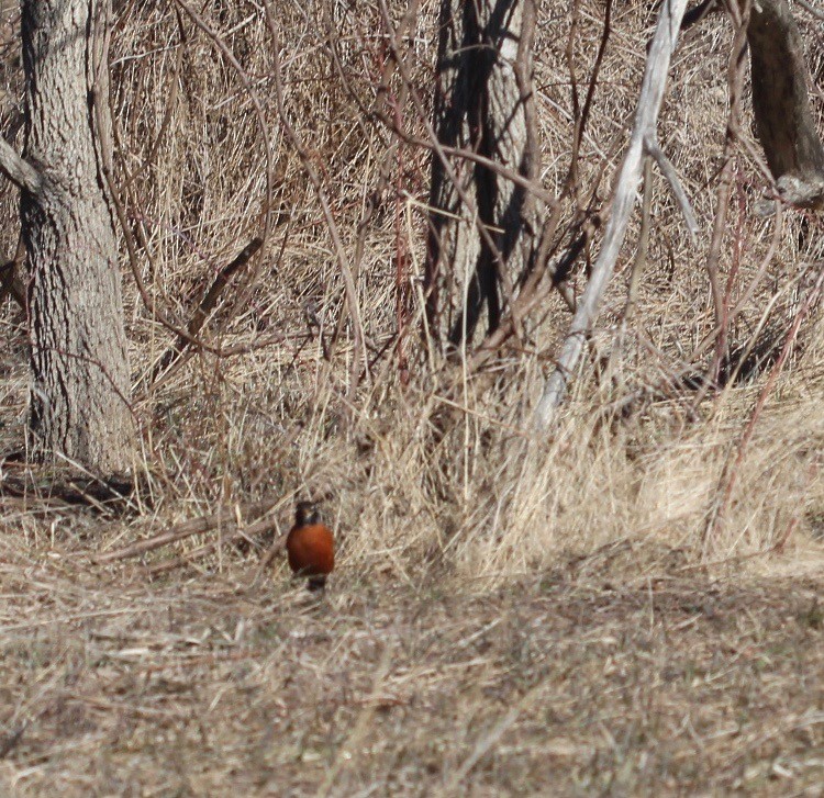 American Robin - Aimee Huntington