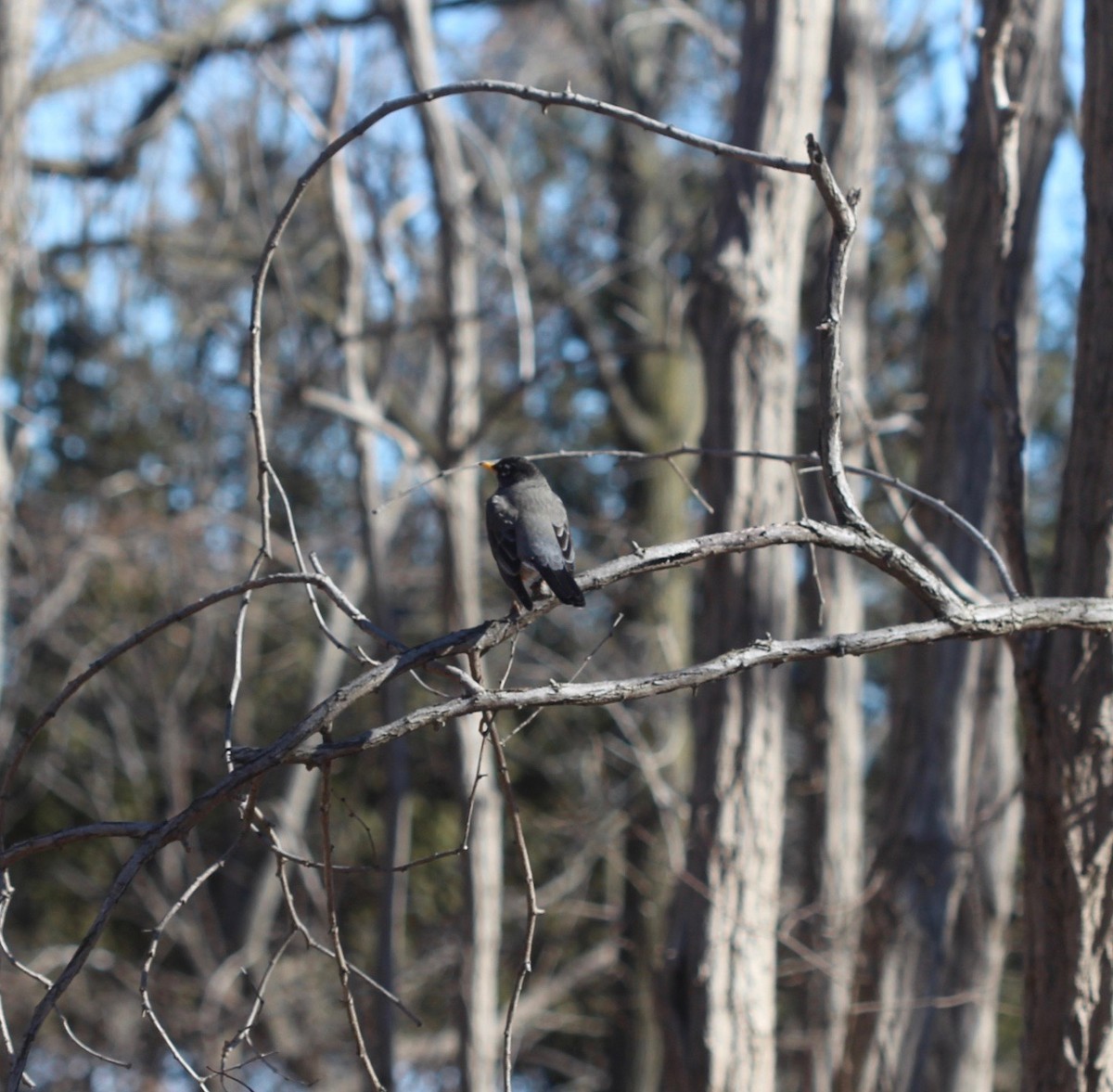 American Robin - Aimee Huntington