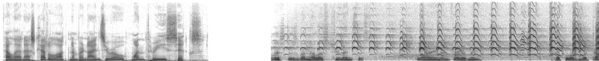 Southern Lapwing (lampronotus) - ML90136