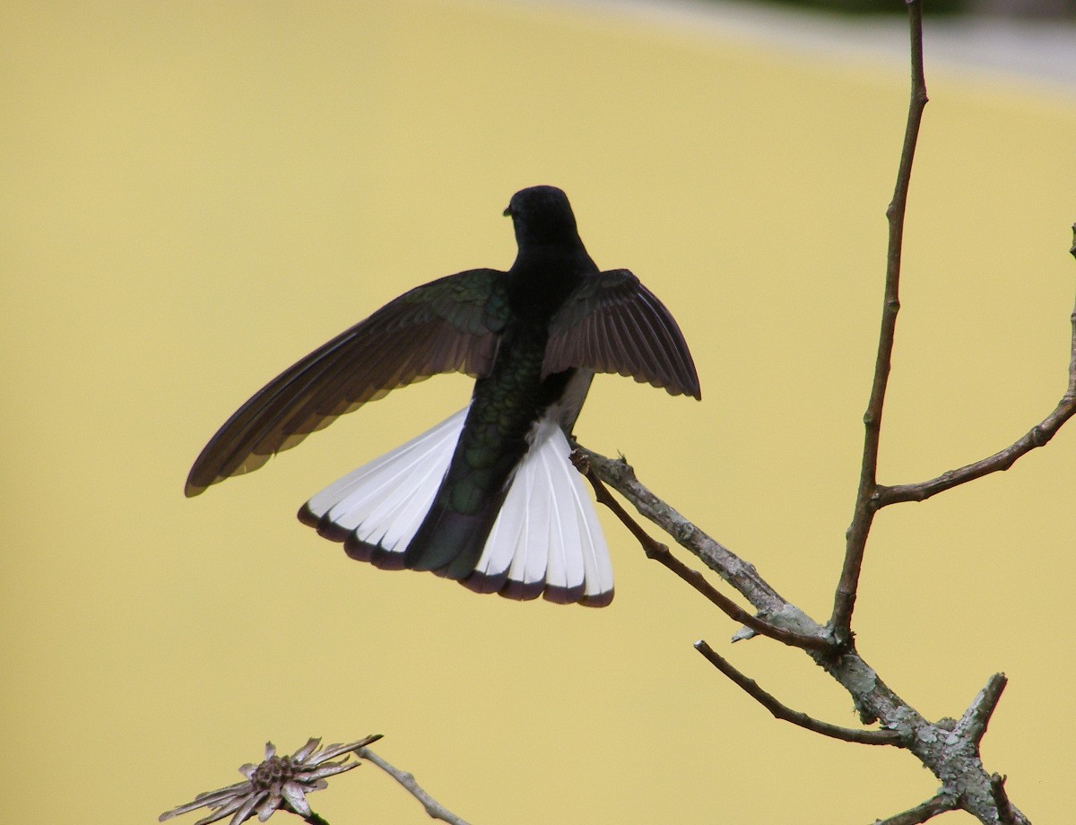 kolibřík černobílý - ML90136591