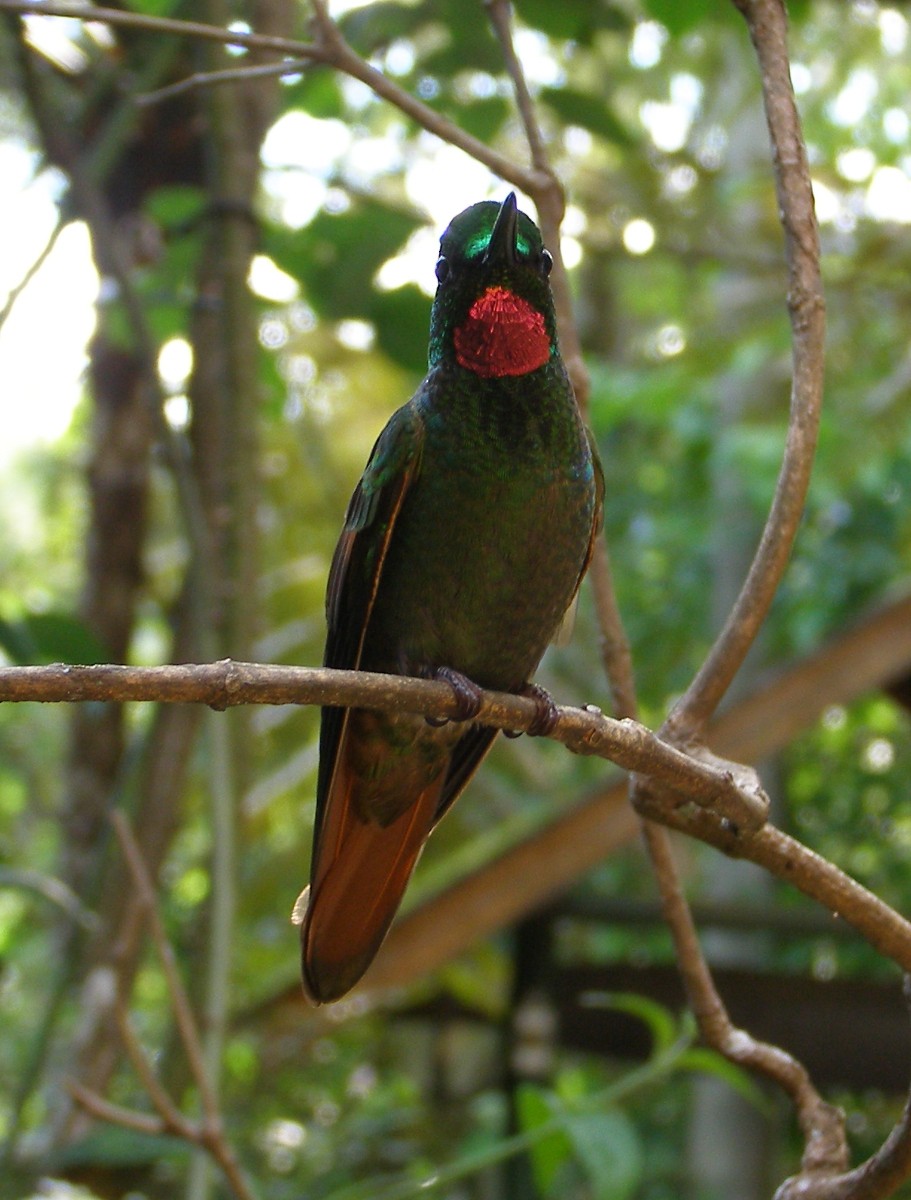 kolibřík brazilský - ML90136711