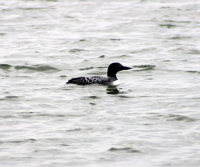 Common Loon - ML90136761