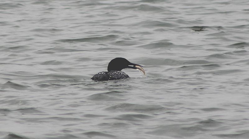 Common Loon - Steven McDonald