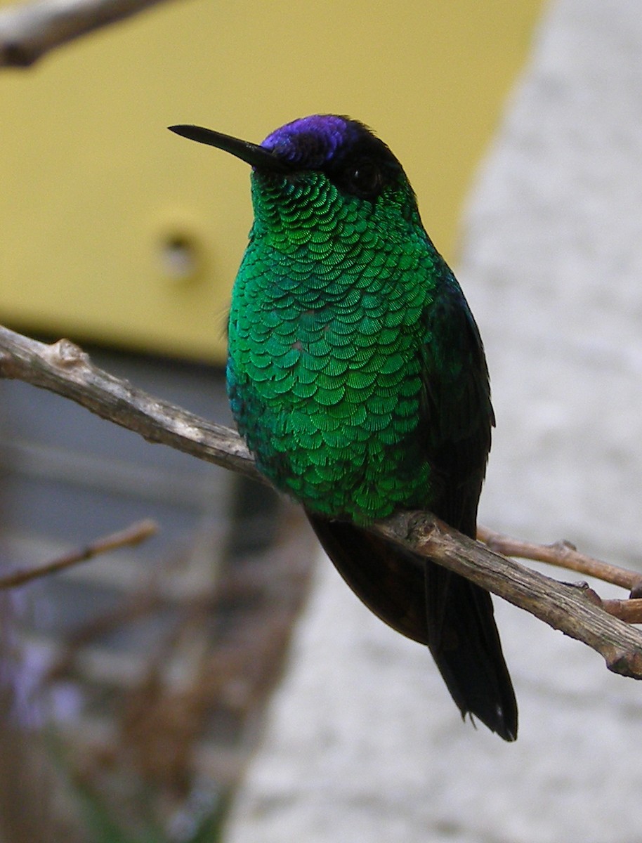 kolibřík fialovotemenný - ML90137501