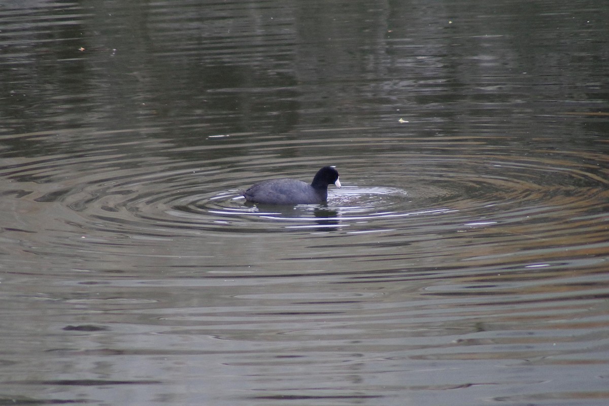 American Coot - ML90138591