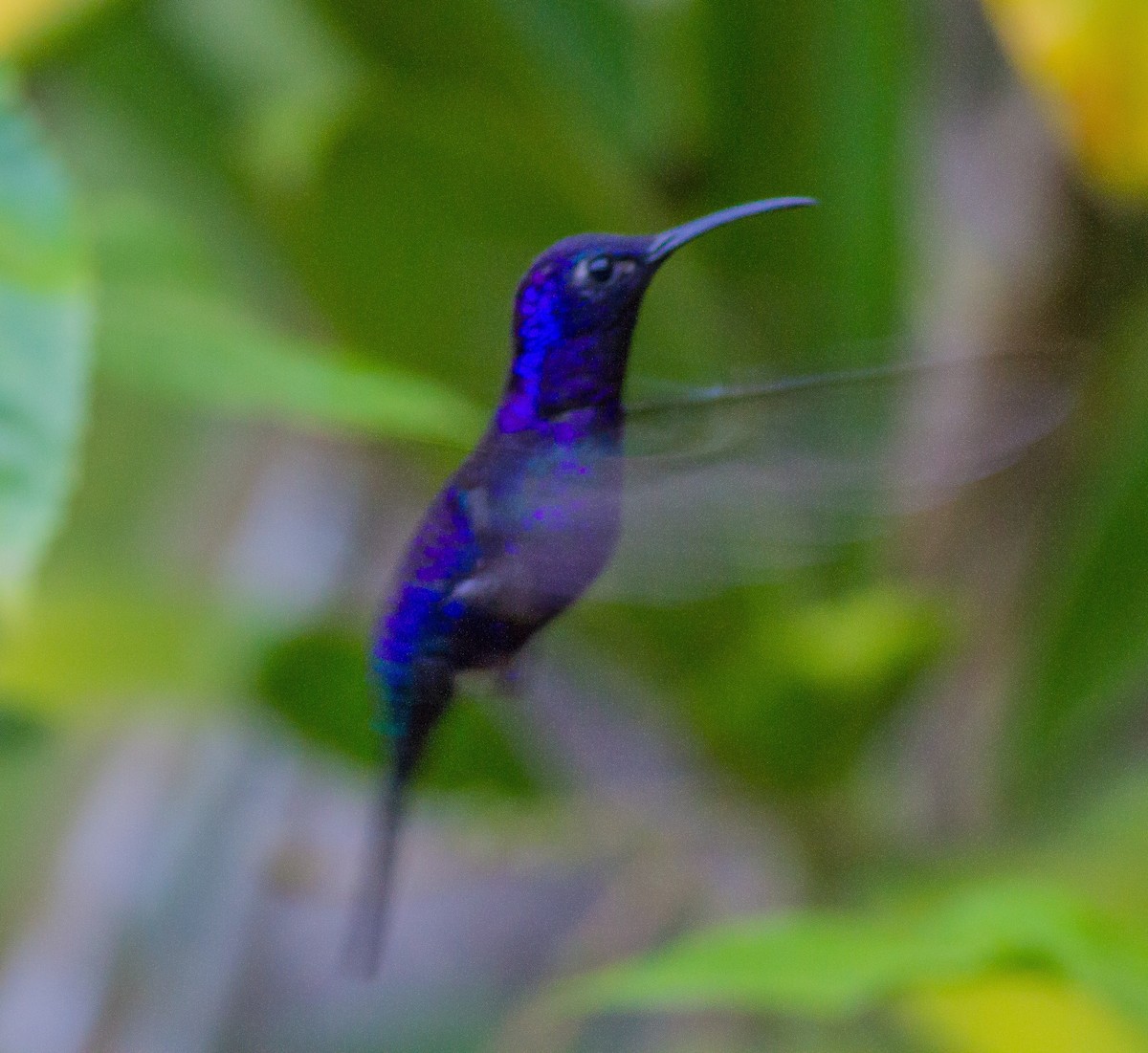 Colibrí Morado - ML90139311