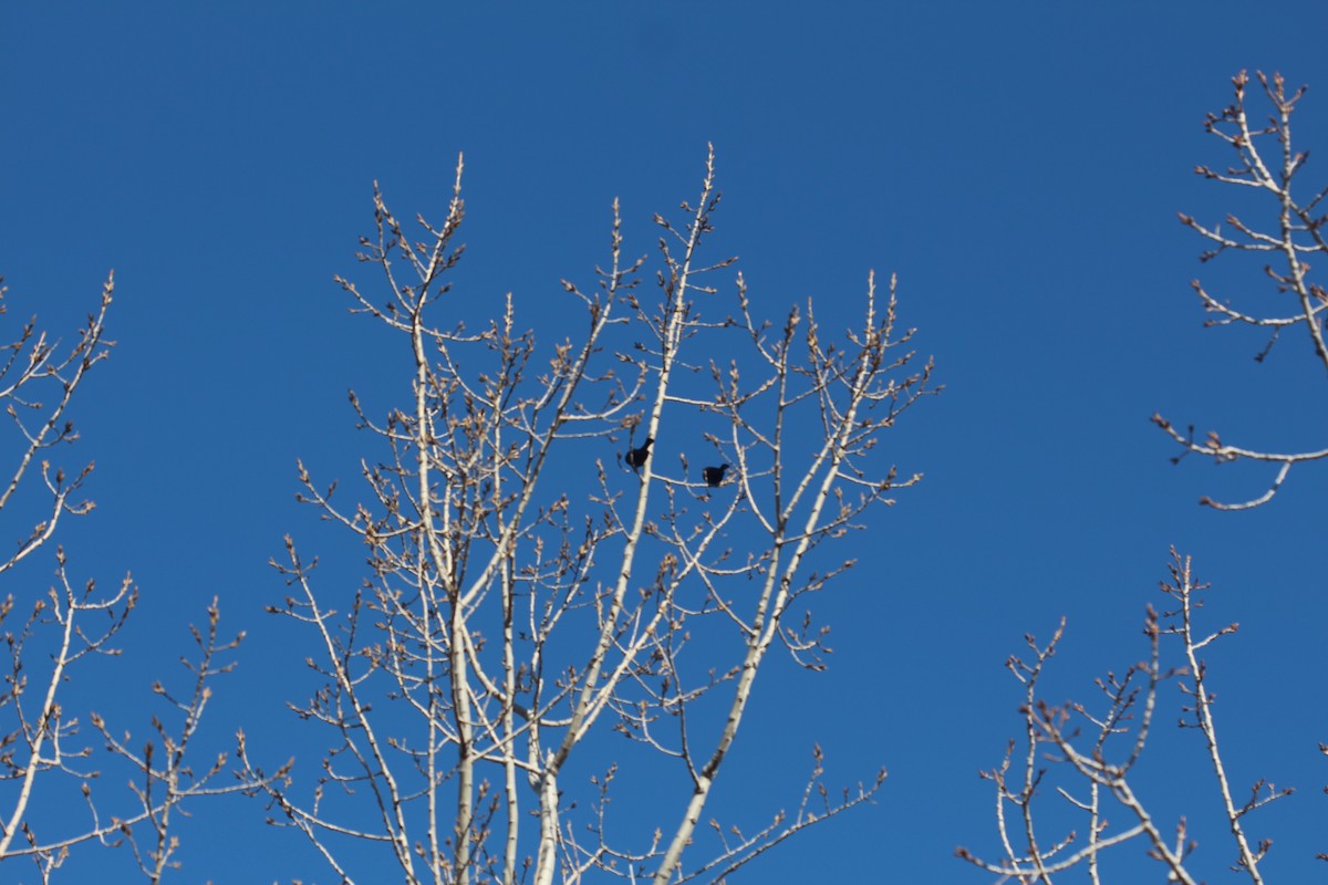 European Starling - ML90139821