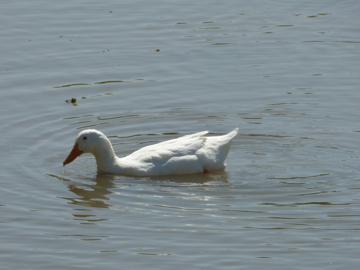 Mallard (Domestic type) - ML90141141