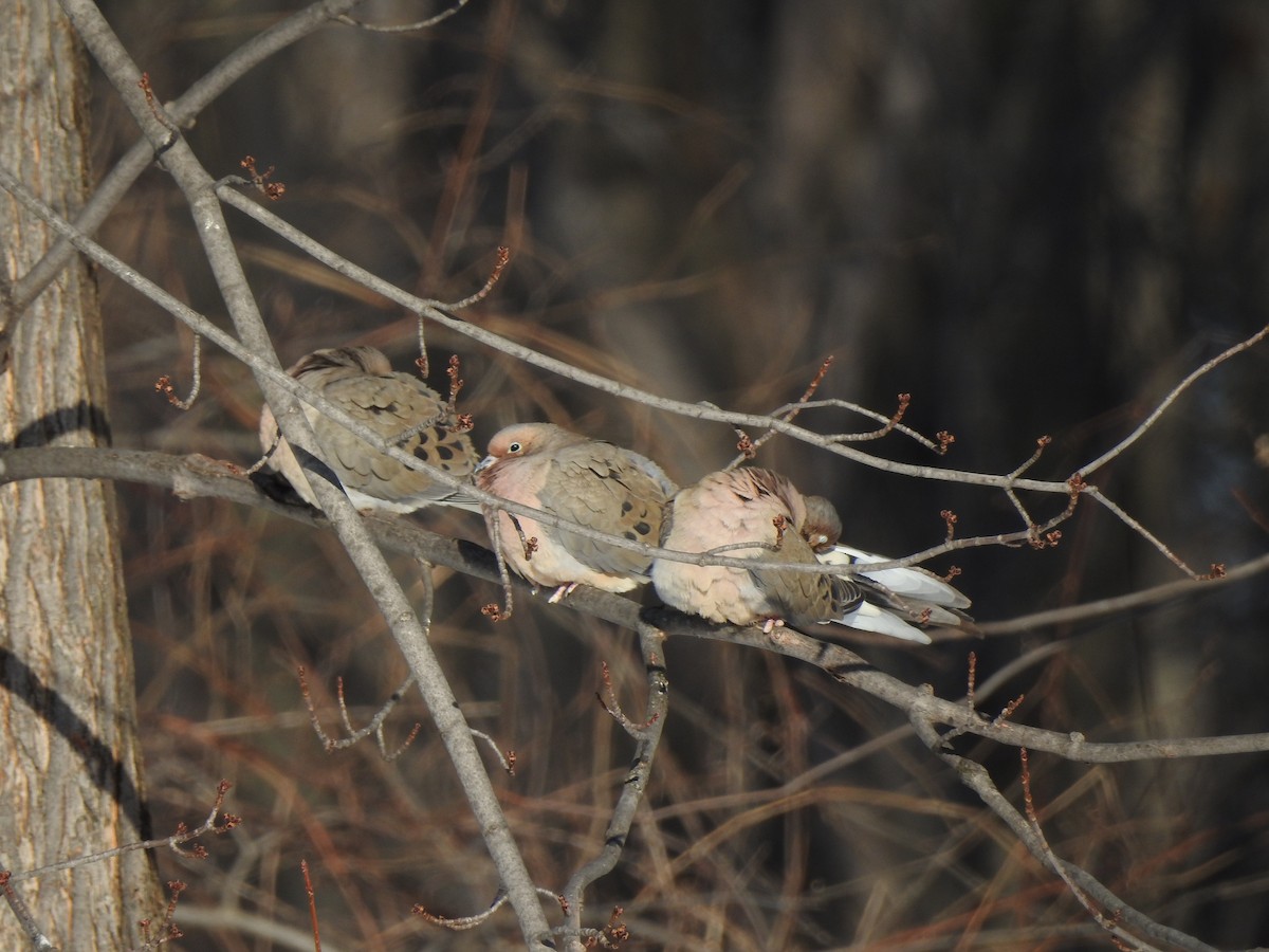 Mourning Dove - Jean Lemoyne