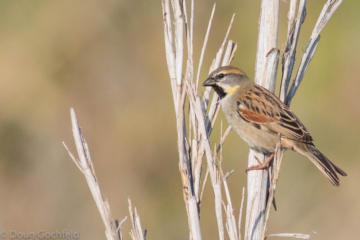 Dead Sea Sparrow - Doug Gochfeld