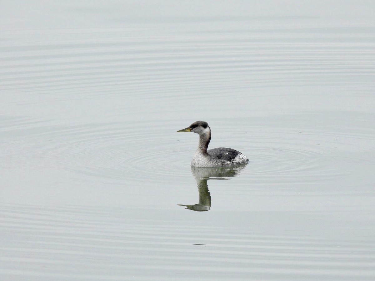 Red-necked Grebe - ML90145341