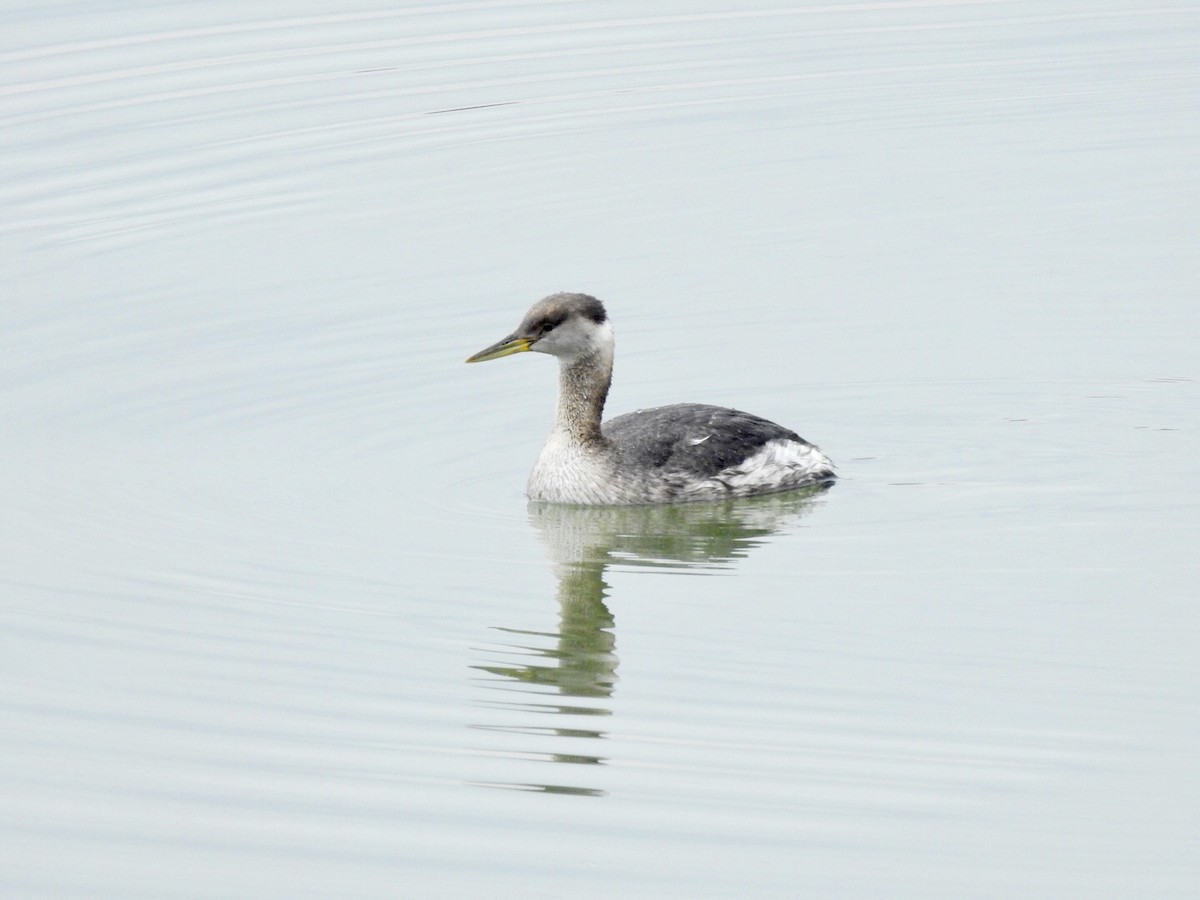 Red-necked Grebe - ML90145351