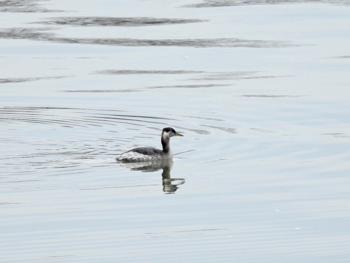 Red-necked Grebe - ML90145361