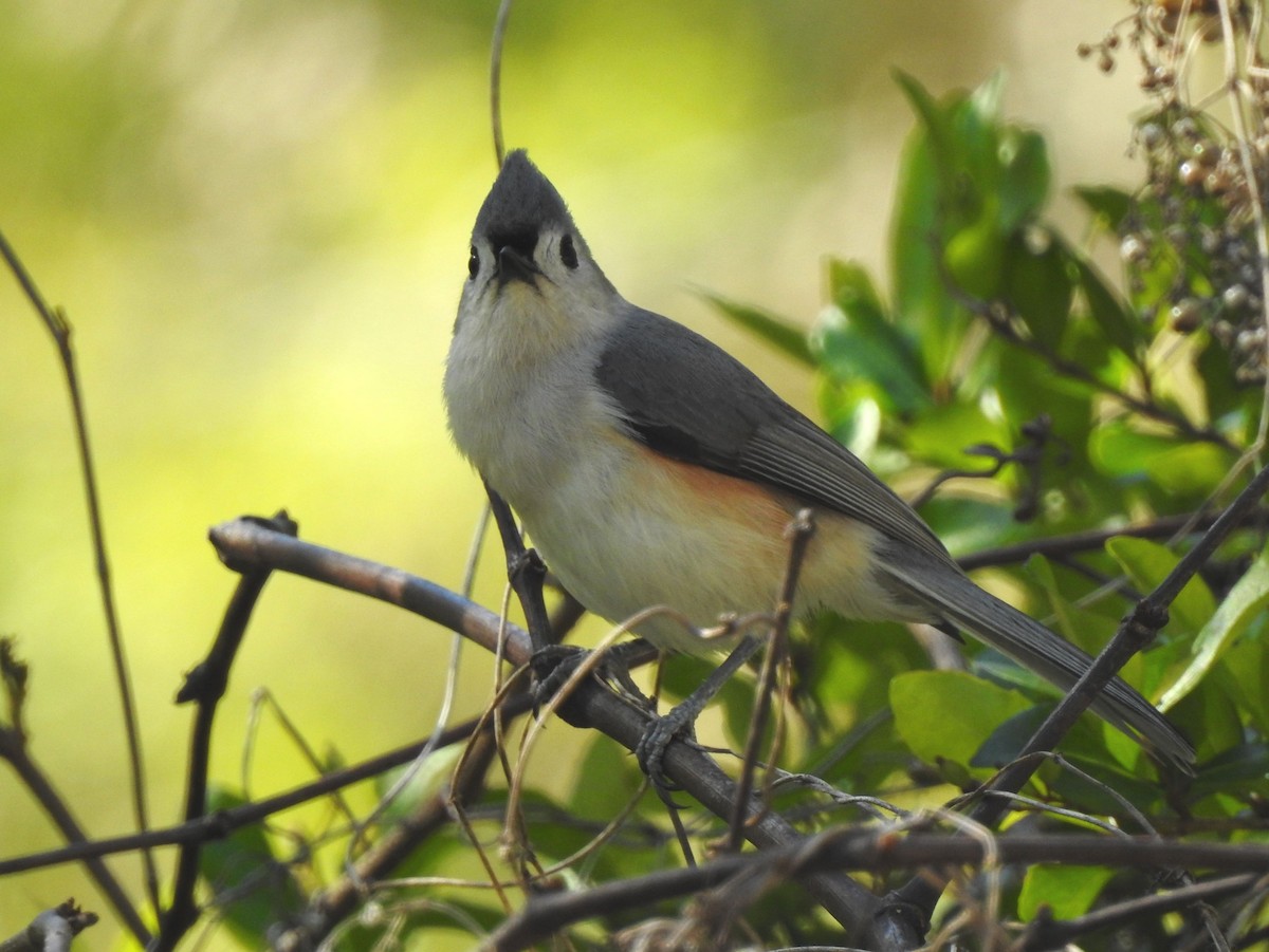 Tufted Titmouse - ML90145371