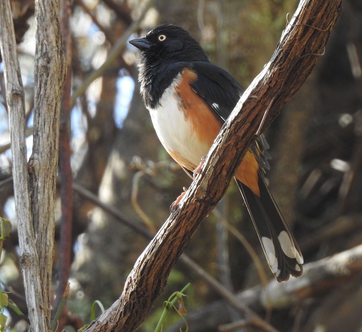 Eastern Towhee - ML90145411