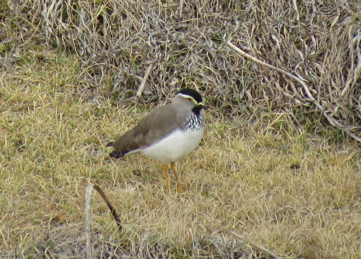 Spot-breasted Lapwing - ML90146811