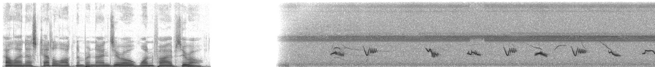 Creamy-bellied Thrush - ML90150