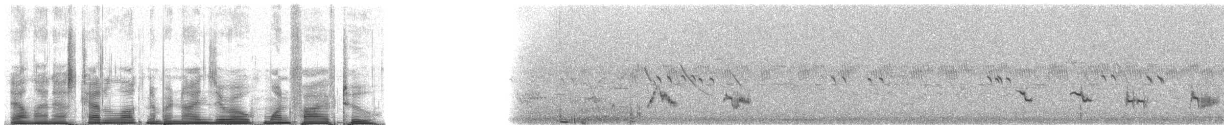 Creamy-bellied Thrush - ML90152