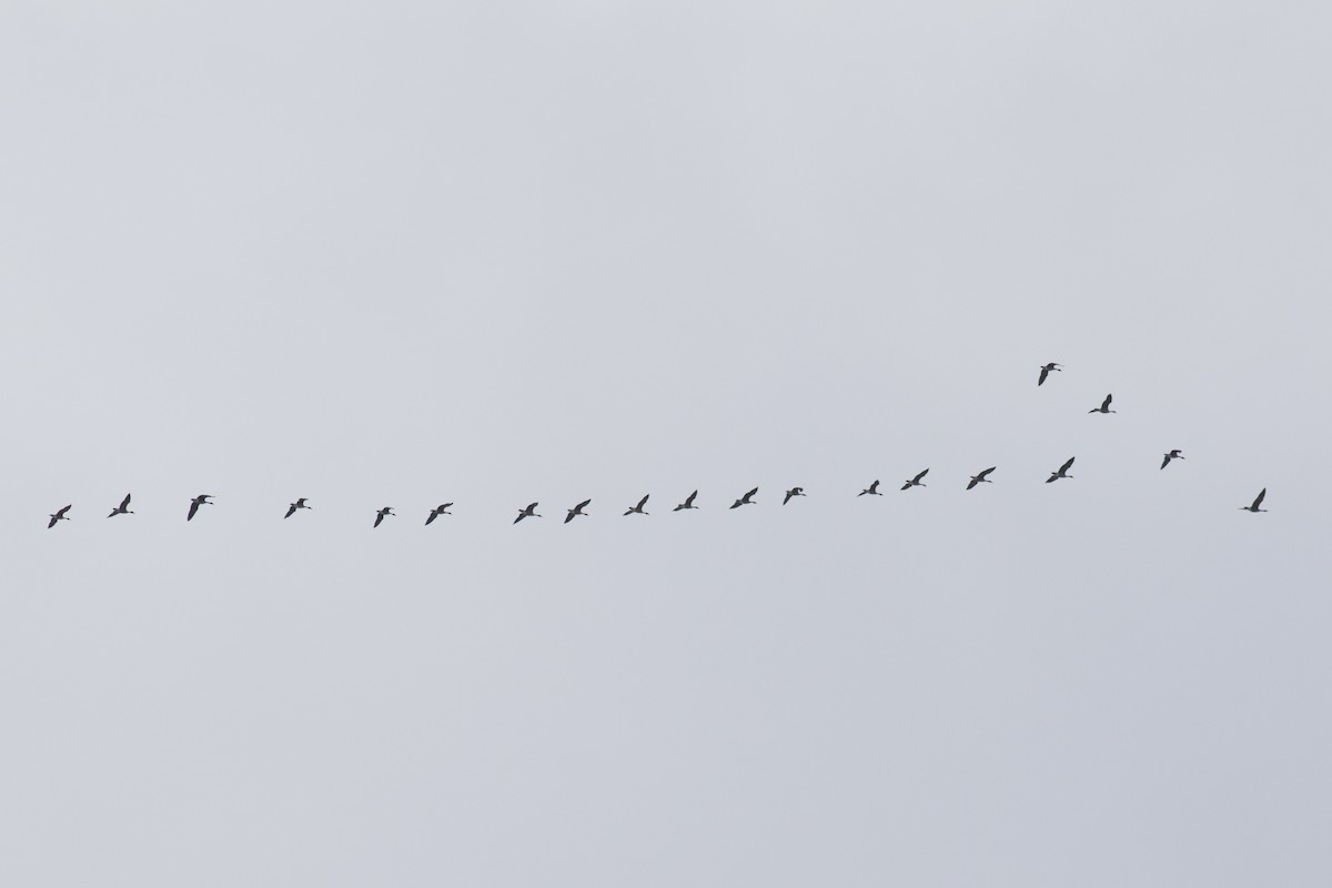 Canada Goose - ML90158541