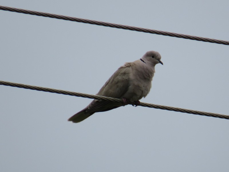 Eurasian Collared-Dove - Jeff Harding