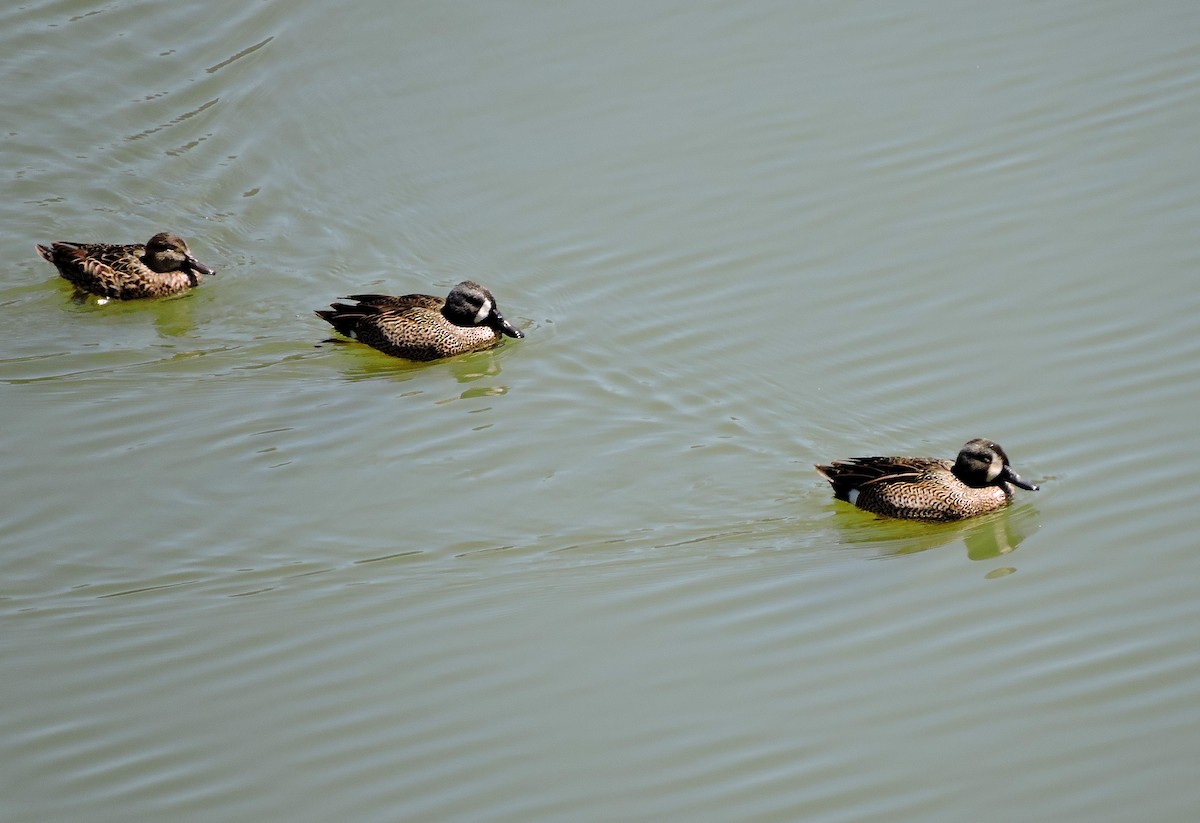 Blue-winged Teal - ML90161241