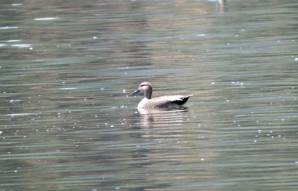 Gadwall - ML90161301