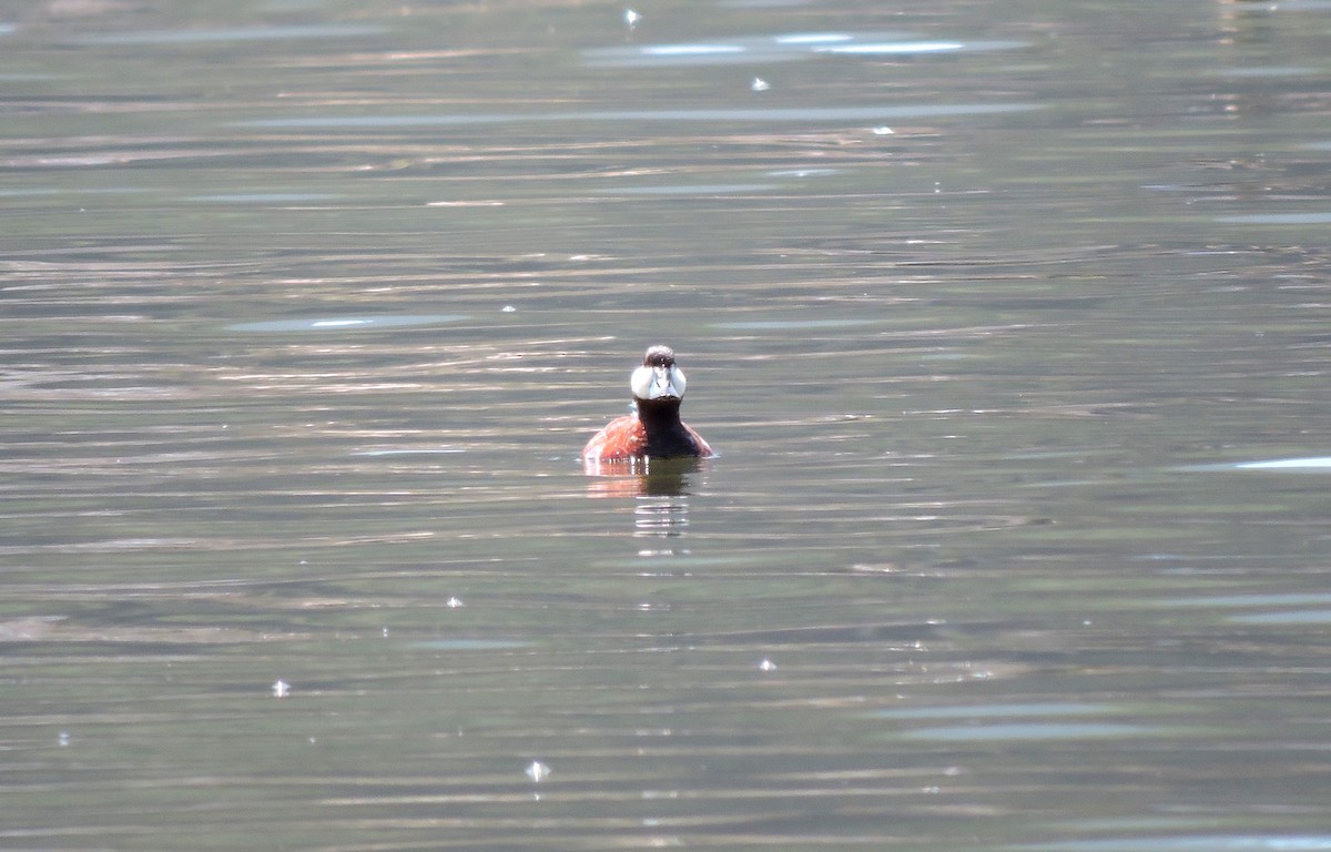 Ruddy Duck - Nicola Cendron