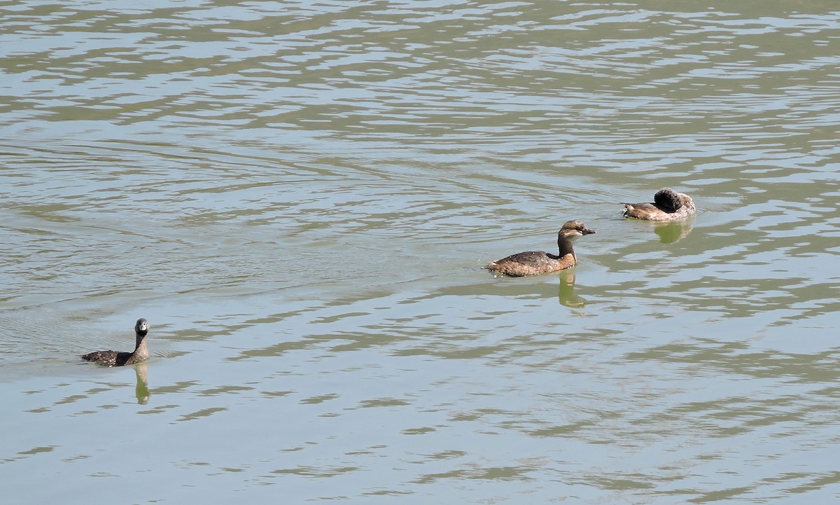 Pied-billed Grebe - ML90161851