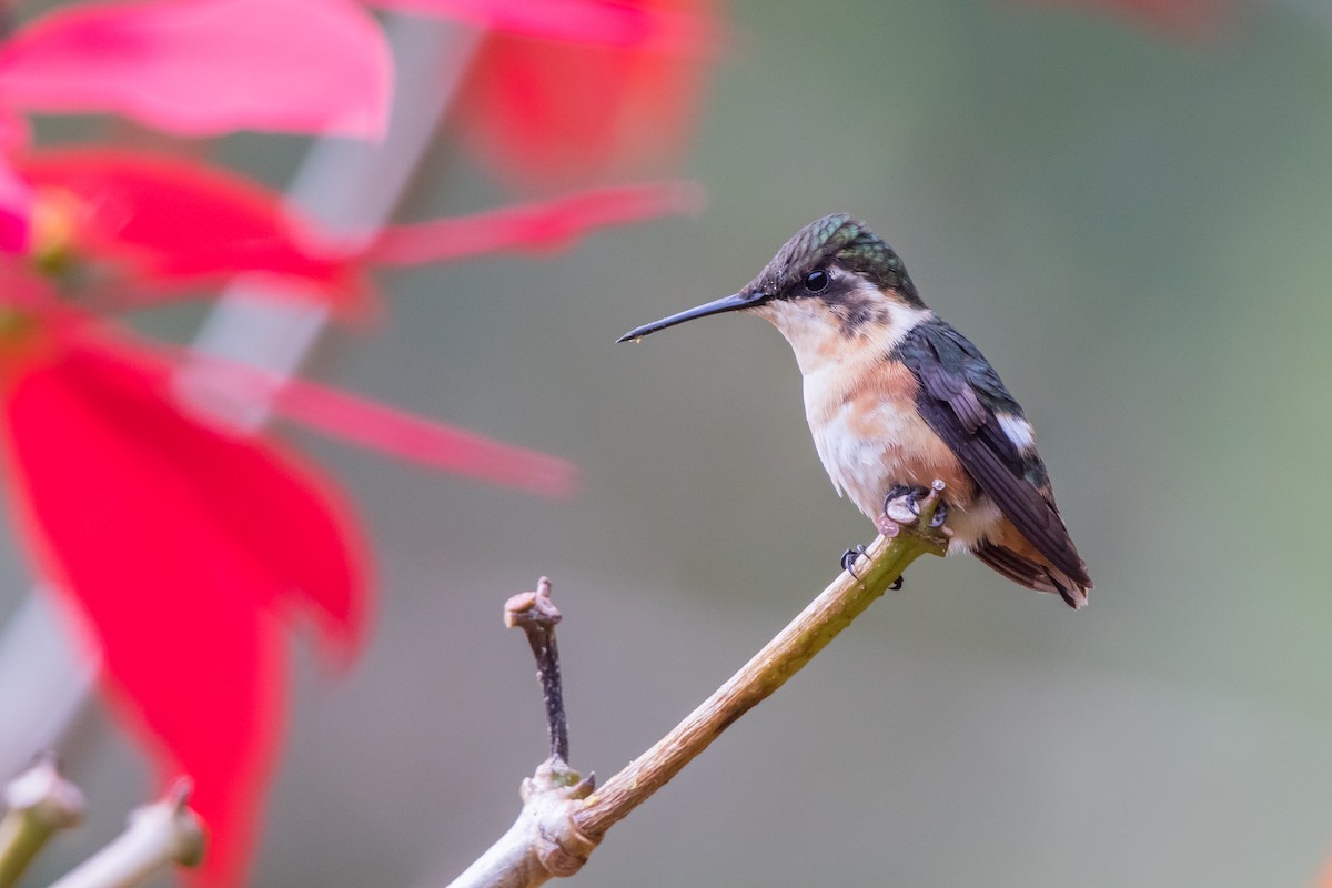 Colibri de Santa Marta - ML90161911